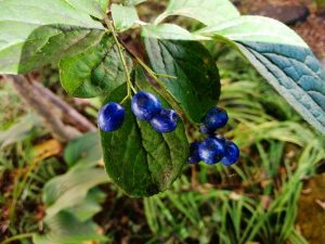 あきた芸術村の庭だより 命バトンリレー 役 あきた芸術村